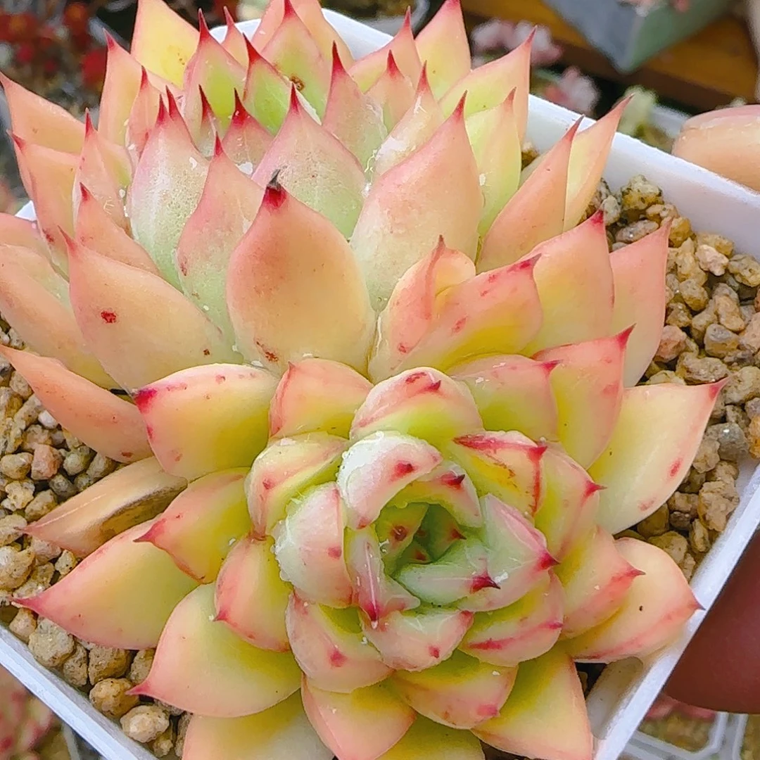 海洋生物歌，921、仙农出品