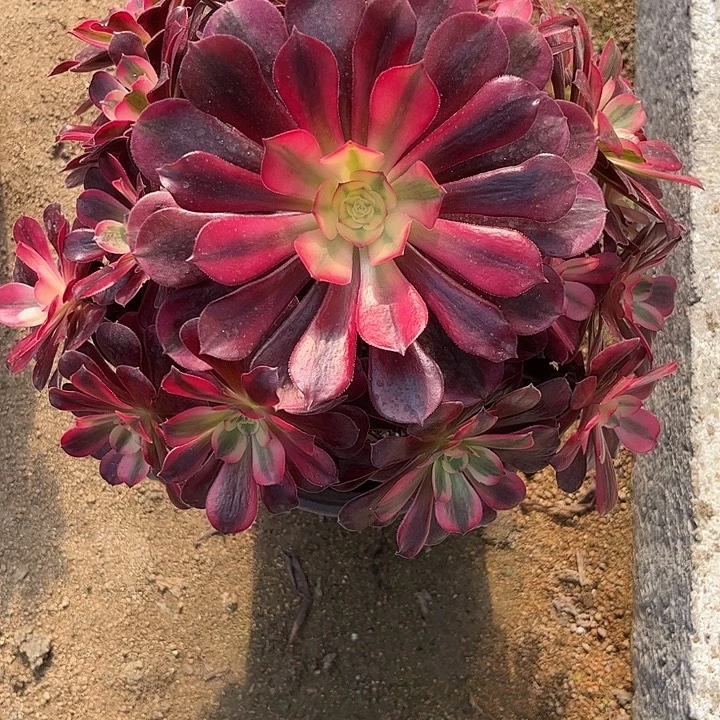 多肉植物美杜莎锦…………