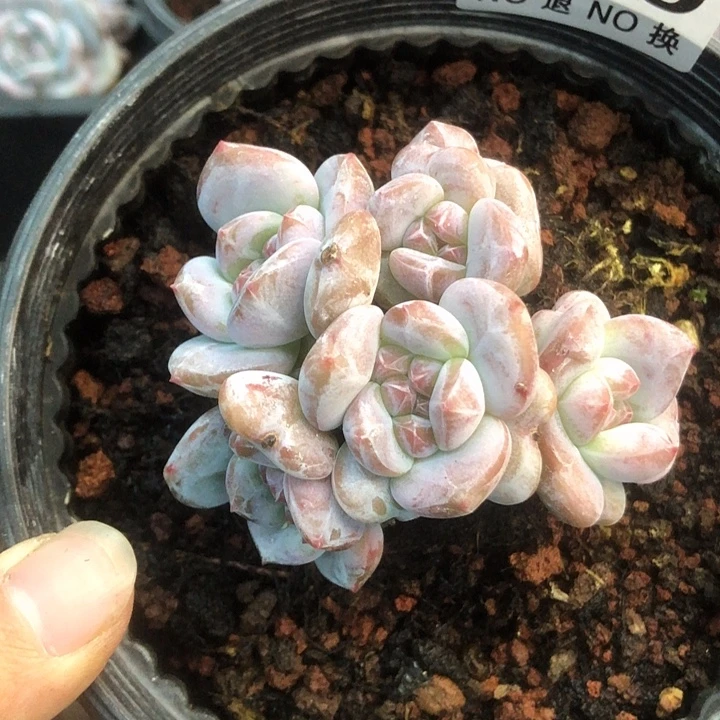 星影石榴籽福利出咯 219