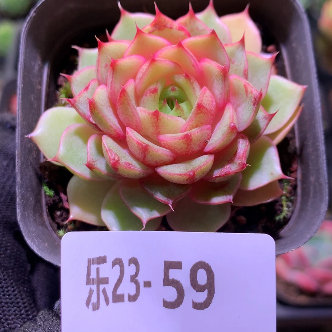 乐然23-59 苯巴蒂斯