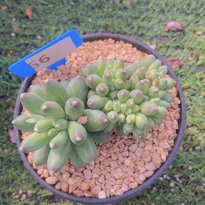 健健康康平平安安