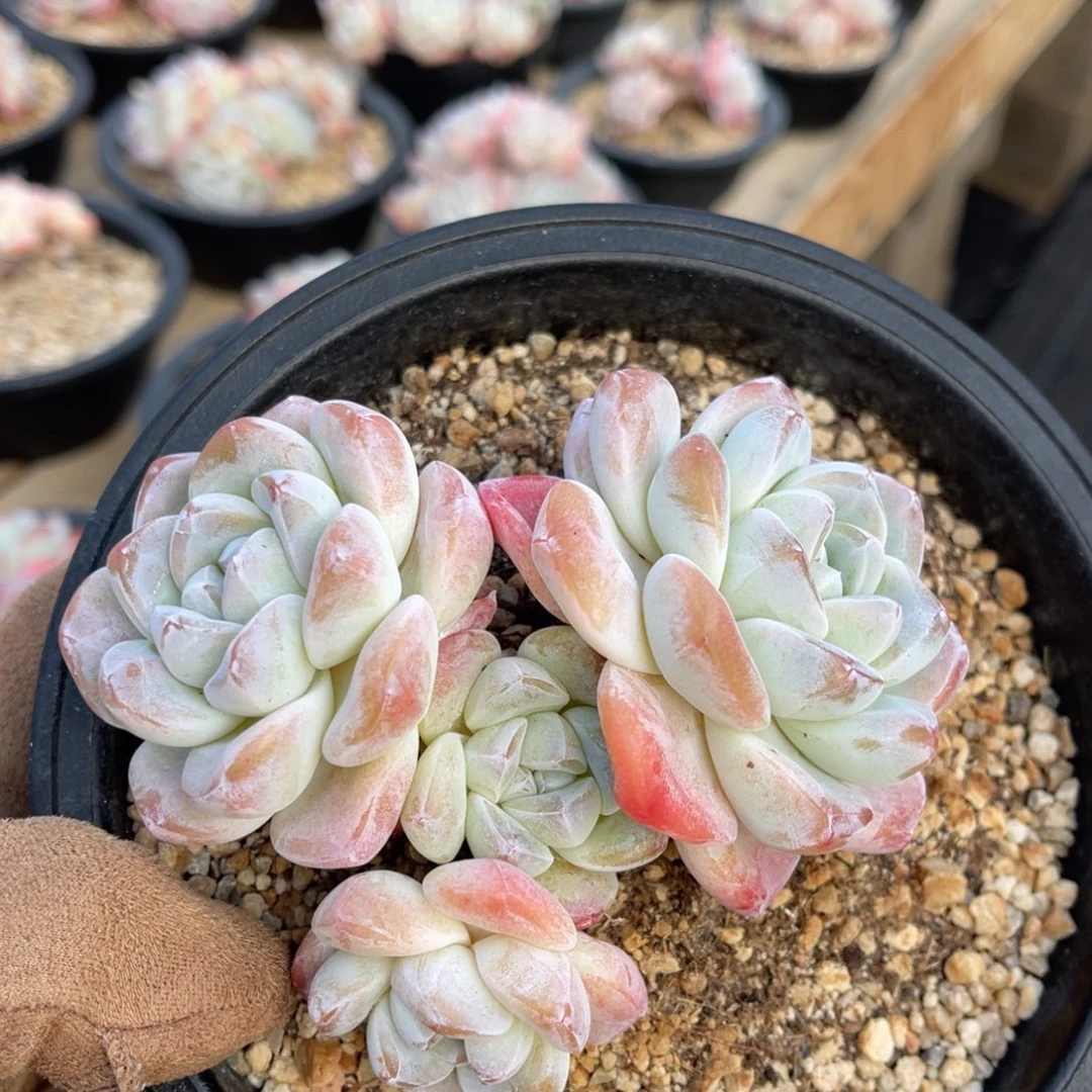 一物一拍满68包邮