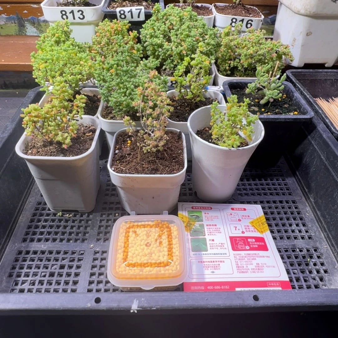 枝干番杏多肉植物826安