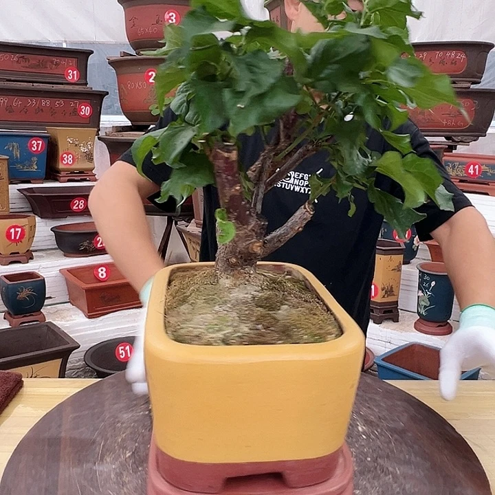 紫砂花盆工厂直发