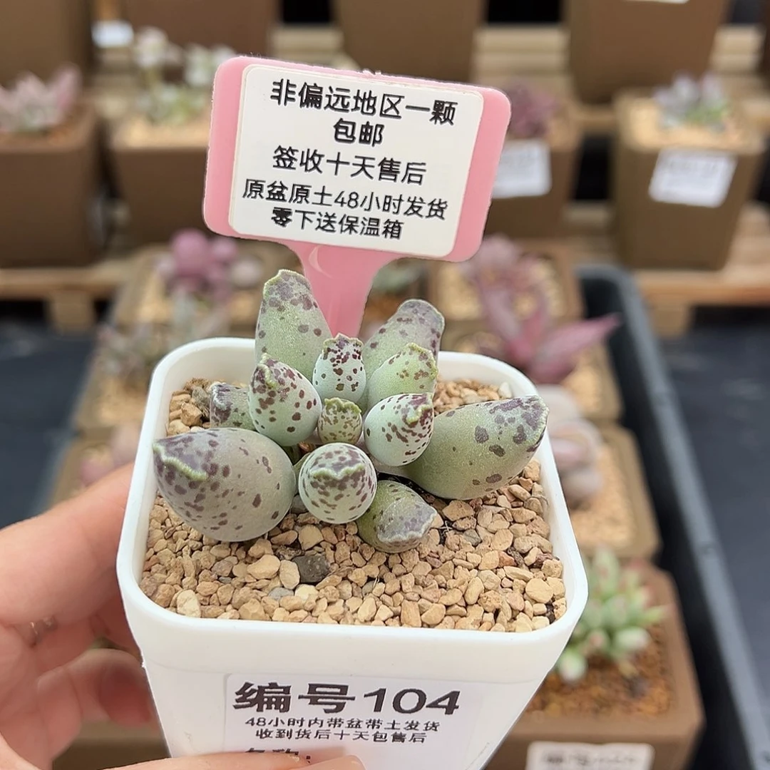 104白肌海豹多肉植物