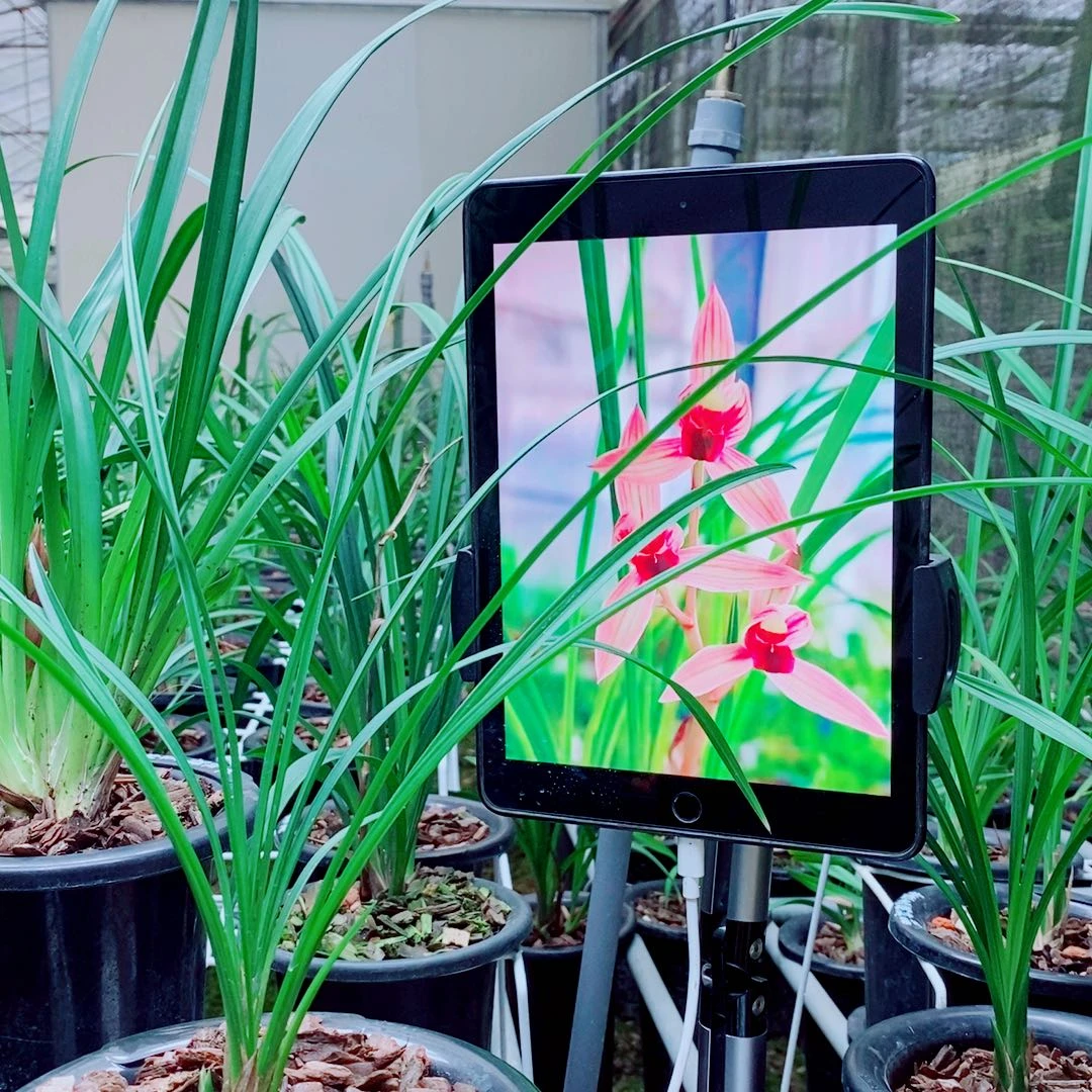 当前无花栽培后可以开花