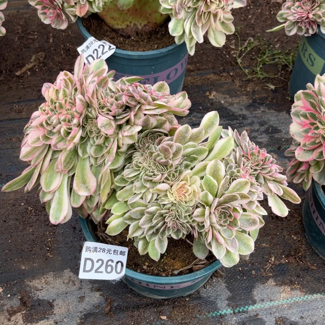 260多肉植物荔枝缀化