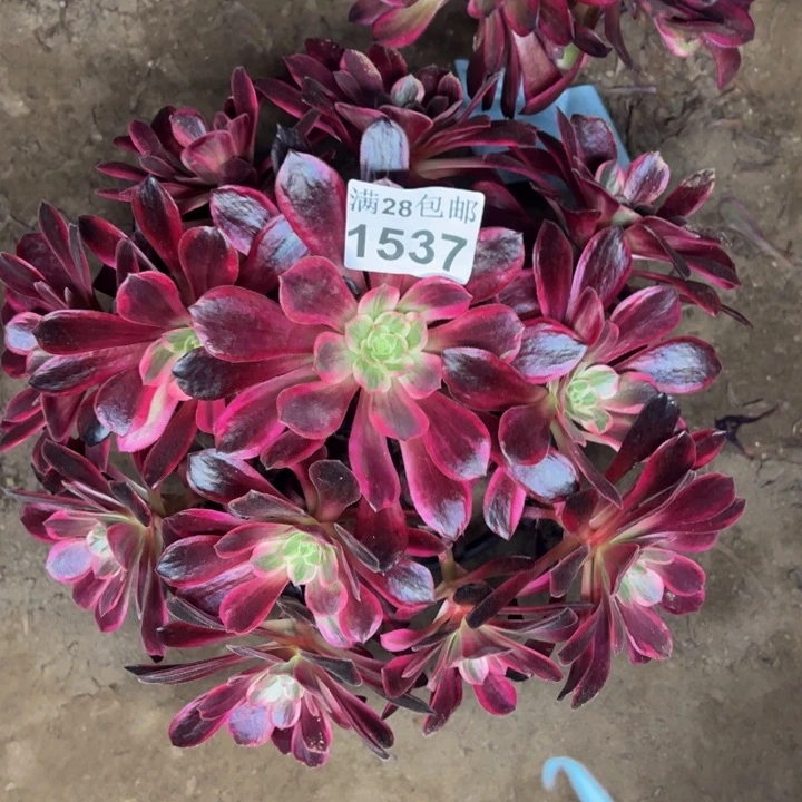 1537婚纱多肉植物