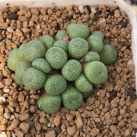 多肉肉锥 25头青团