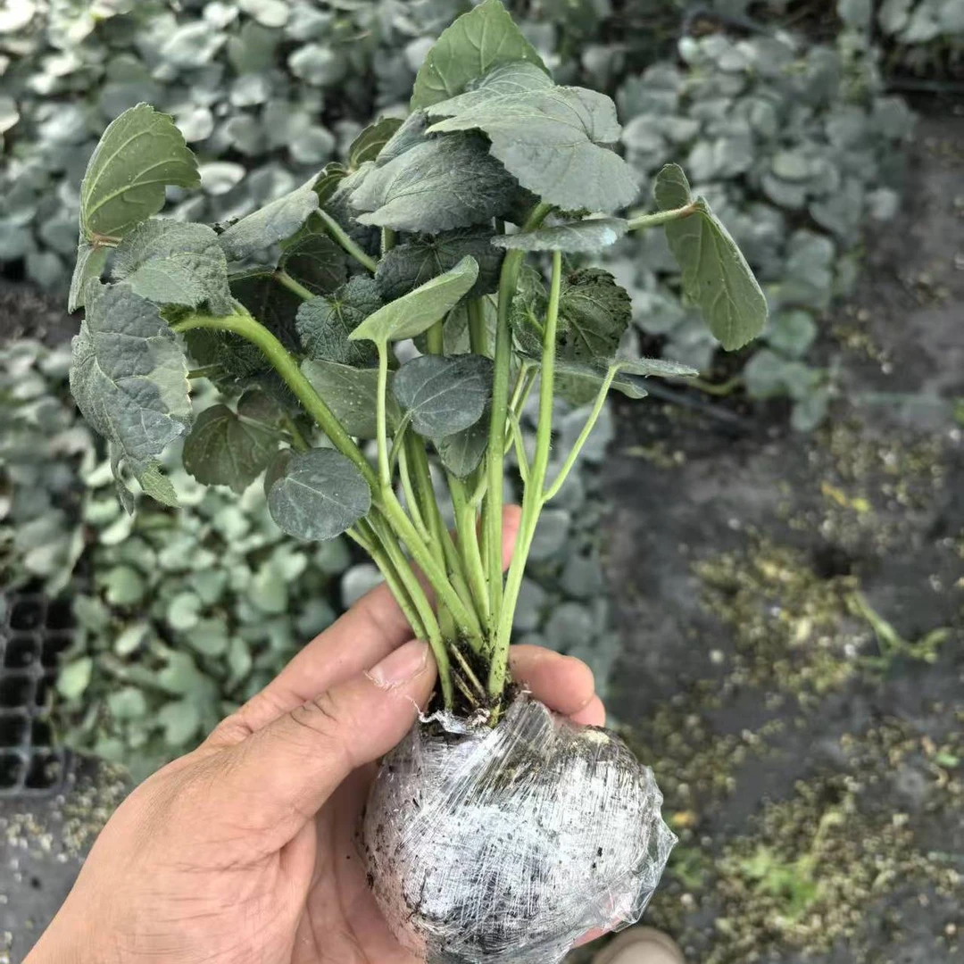 秋葵秧苗红秋葵水果秋葵黄秋葵懒人种植高产蔬菜秧苗