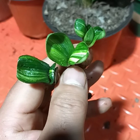 君子兰小苗君子兰小苗