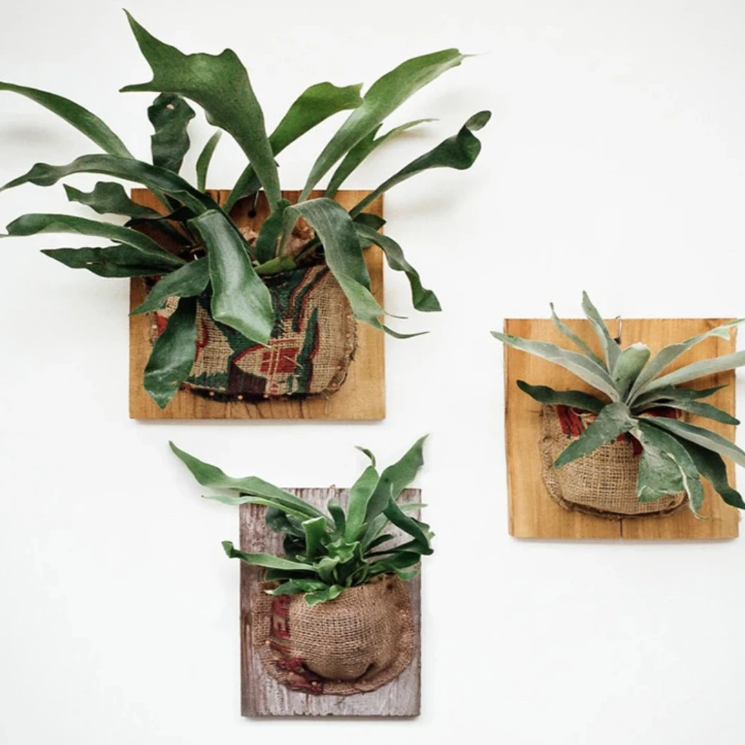 【双株款！鹿角蕨】夏日疯长！热植耐热多年生ins风高级桌面盆栽二歧