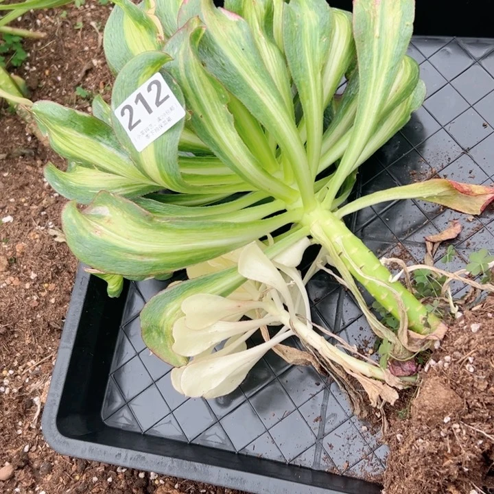 212多肉植物、冰七彩