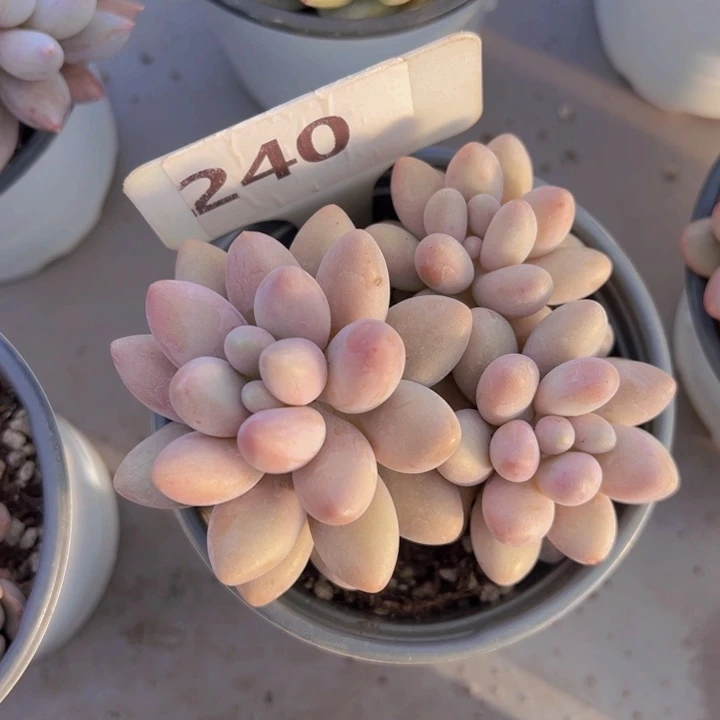 健健康康平平安安