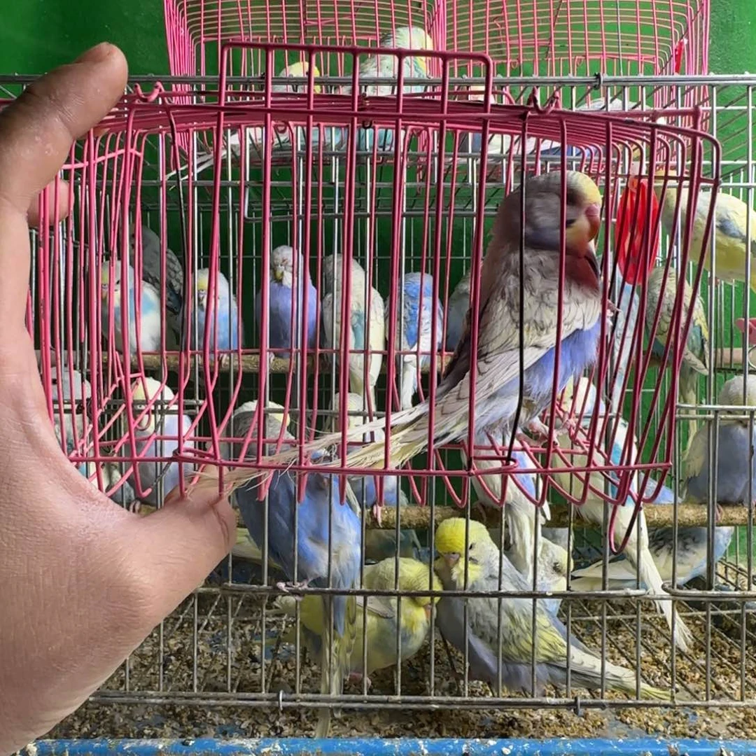 虎皮鹦鹉大头鹦鹉