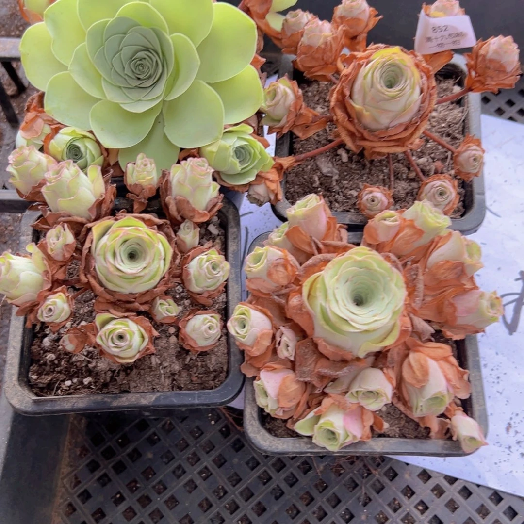 852 侧牙掉了不包损无售后