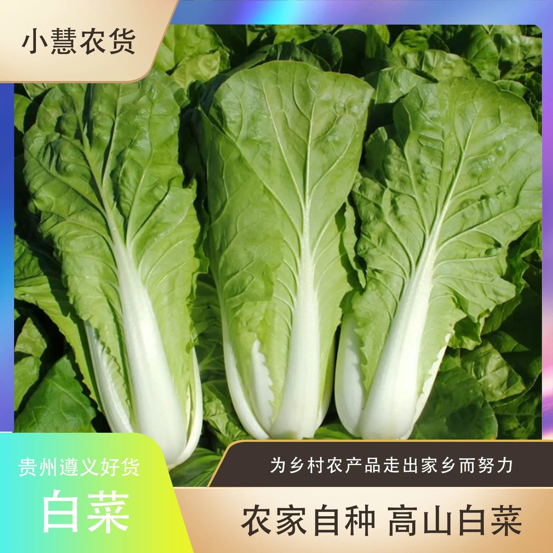 高山白菜农家白菜