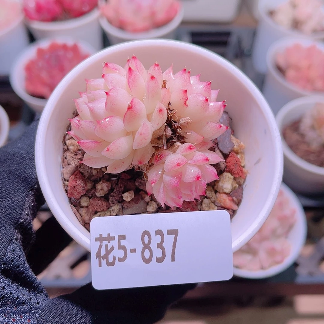 花利美5-837女王