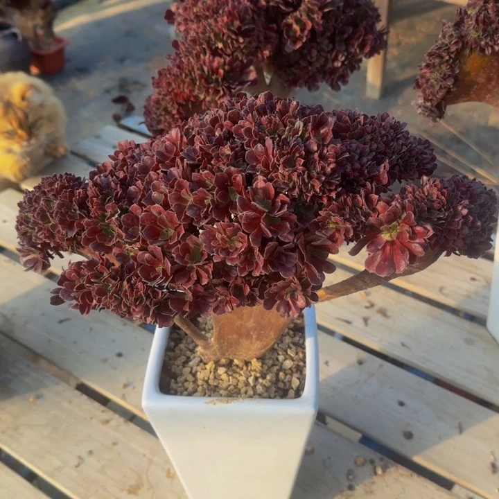 微瑕特价法师136号特特