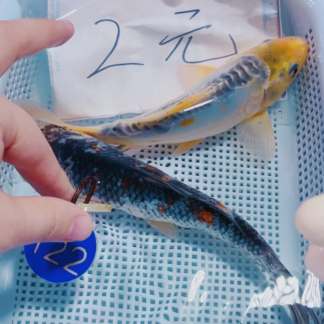 锦鲤122 锦鲤冷水观赏