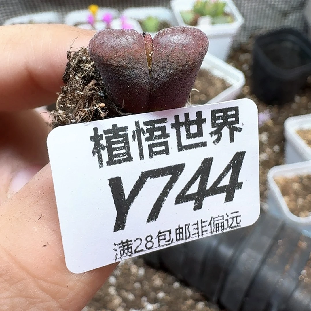 多肉植物多肉植物