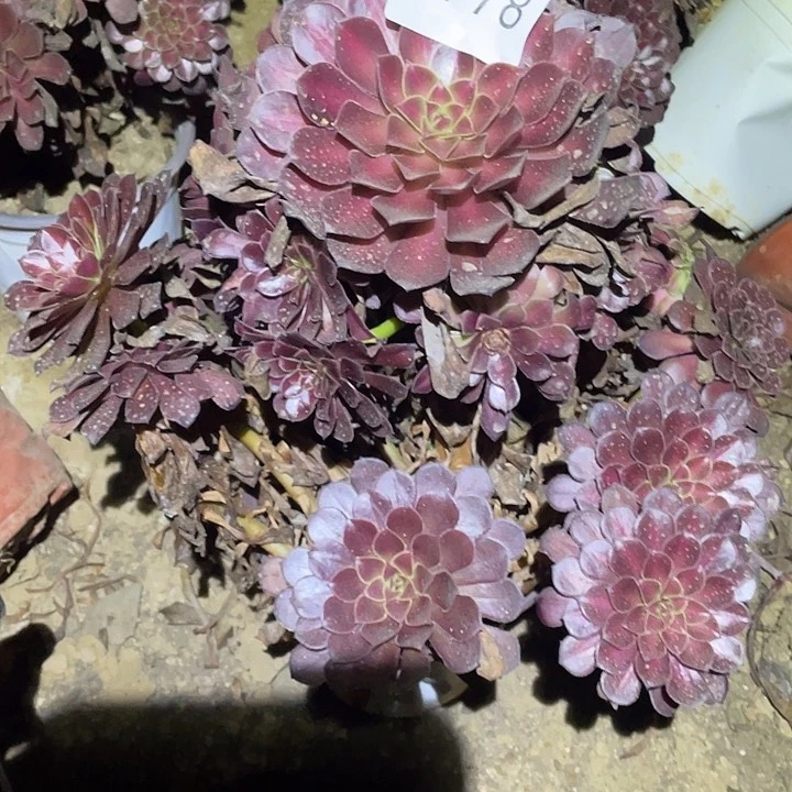 多肉植物法师778黑铜壶中班