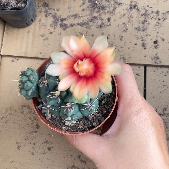 特殊色绯花玉仙人球