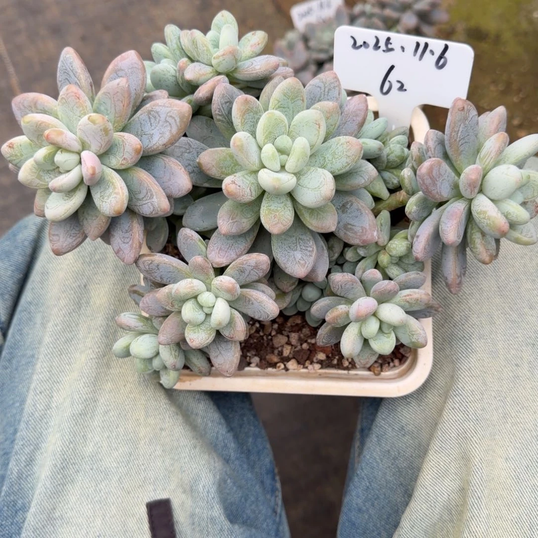 一物一拍天花板海妮娅62