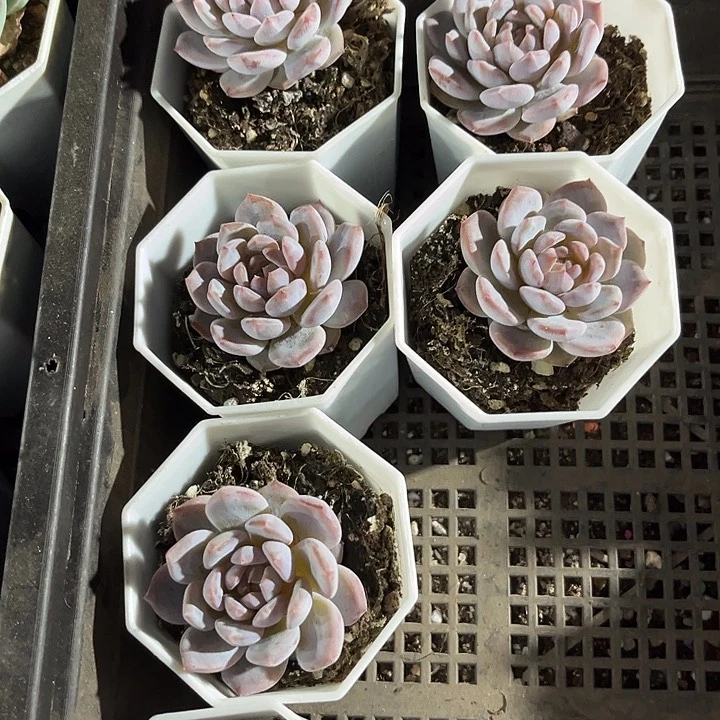 八角盆星星雪带盆土发