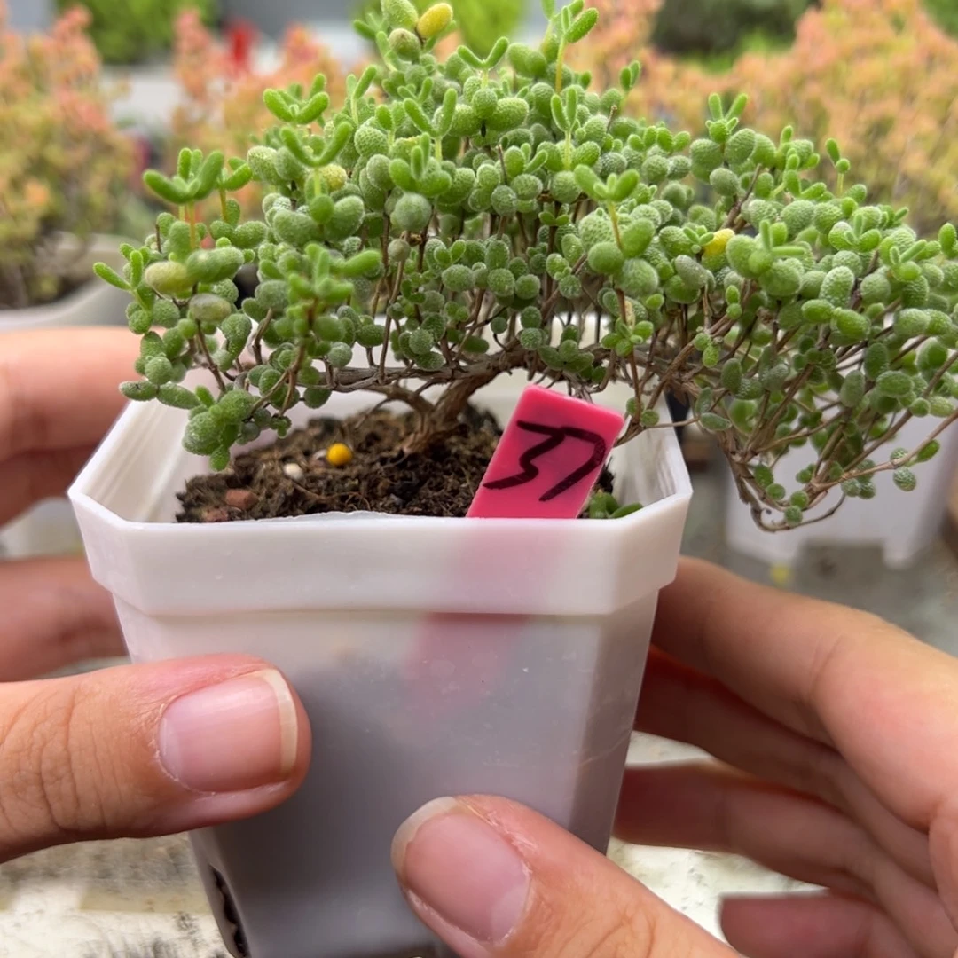 37号链接蜜橘悬崖桩7厘米盆