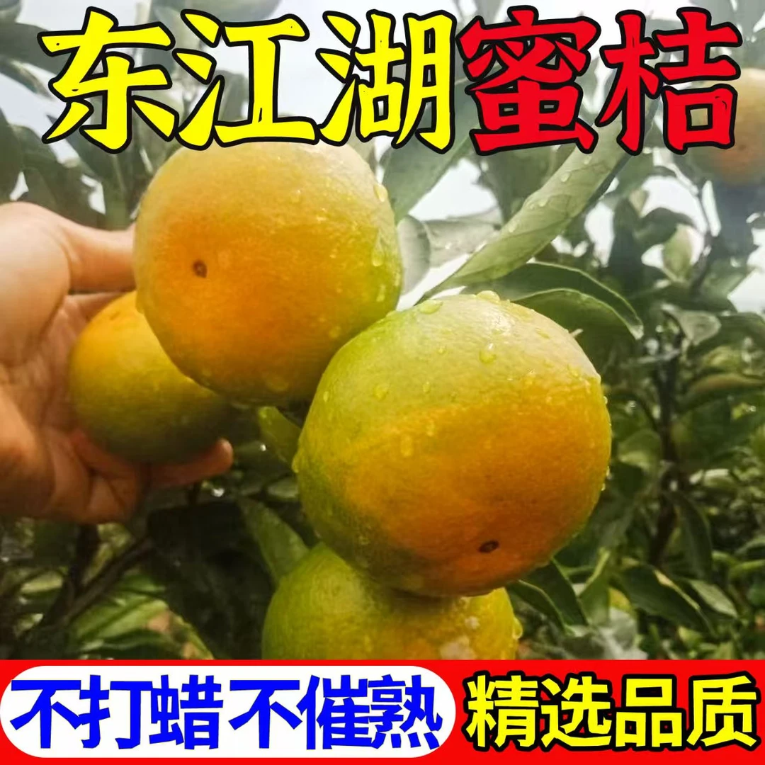 五斤福利东江湖清江镇蜜桔无筋无籽化渣皮薄肉厚现摘现发京东包邮