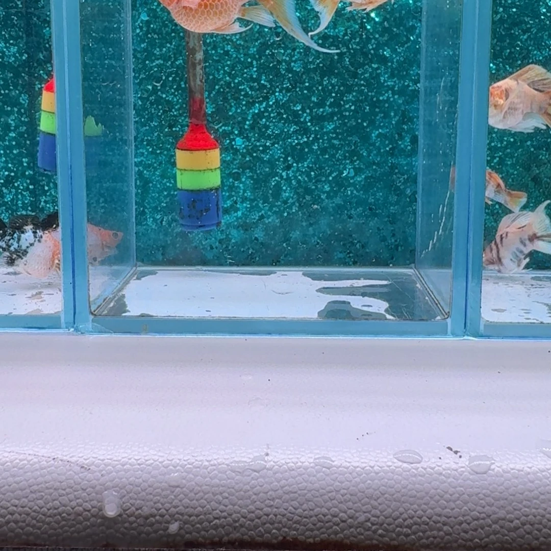 黑玛丽鱼478号玛丽2条