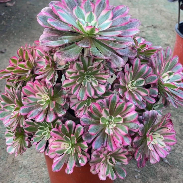 668红铜白精品法师老桩