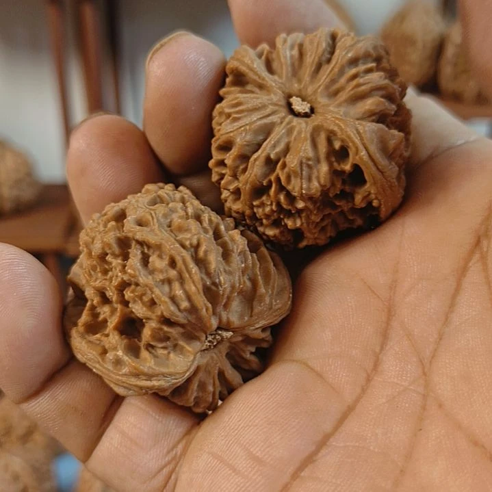 有***人无花朵南疆石核桃无花