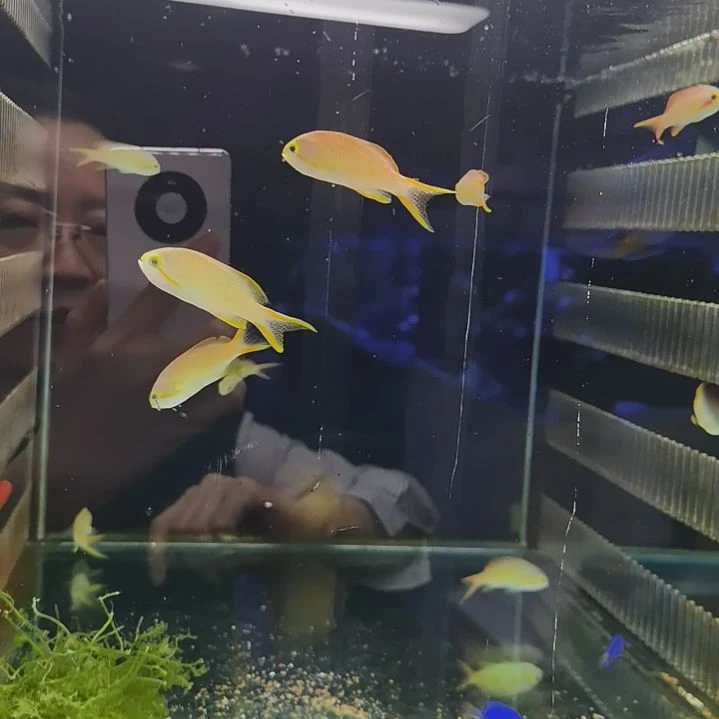 绿宝石海金鱼3条哈