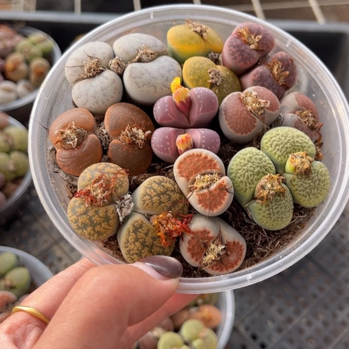 一碗双头888888888888