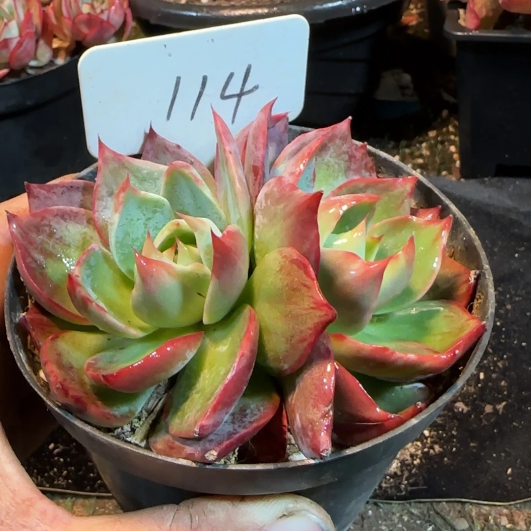 惊鸿一物一拍包装收缩花旱114