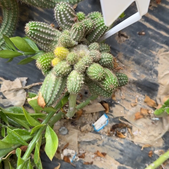 矮胖白檀405群生297
