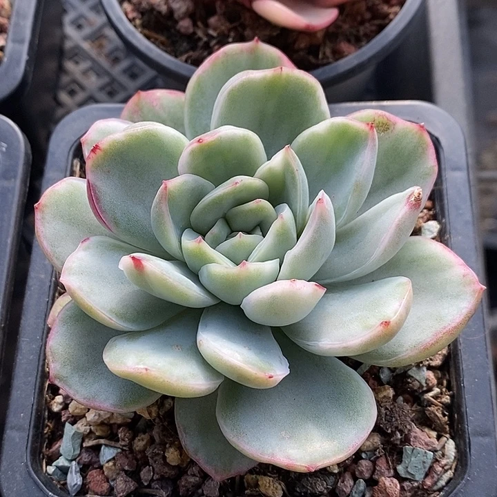 月影锦大单头多肉