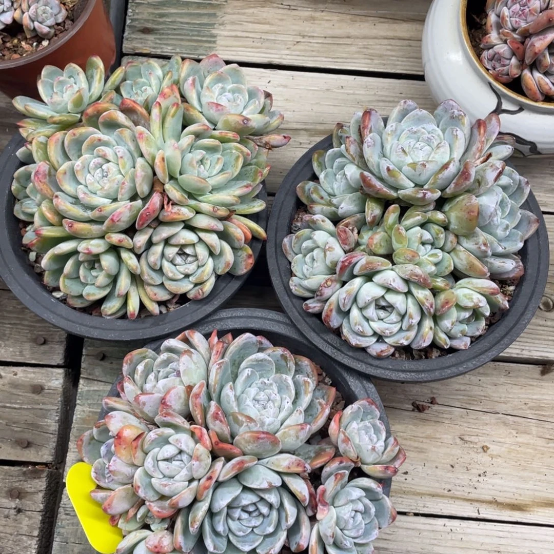 紫心冰玉三个一组不包断枝98