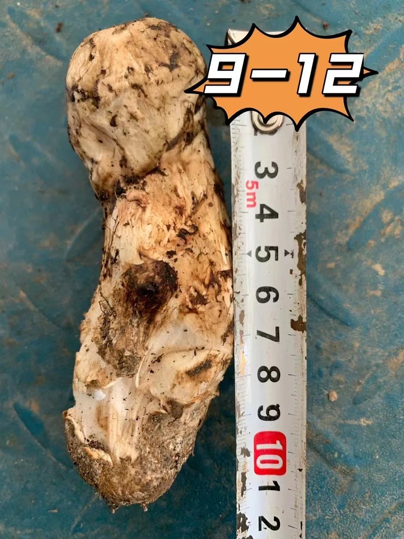 香格里拉松茸一手货源