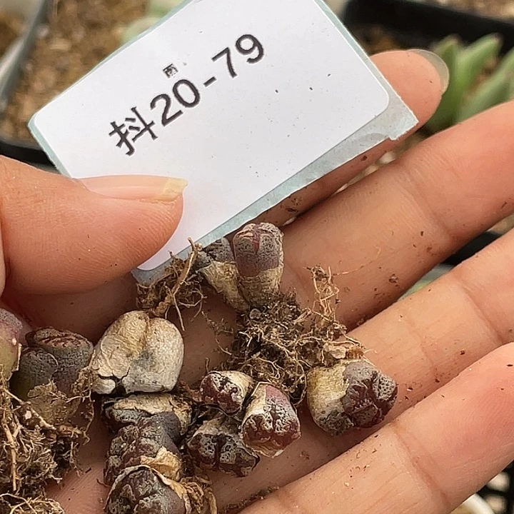 吕***猪20-79肉锥多肉植物