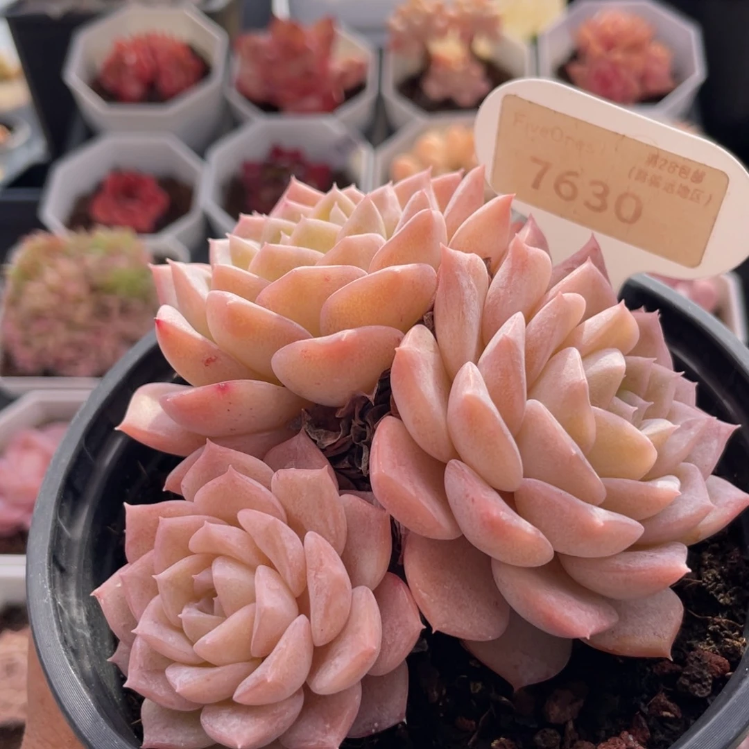 纯爱7630-10.0厘米