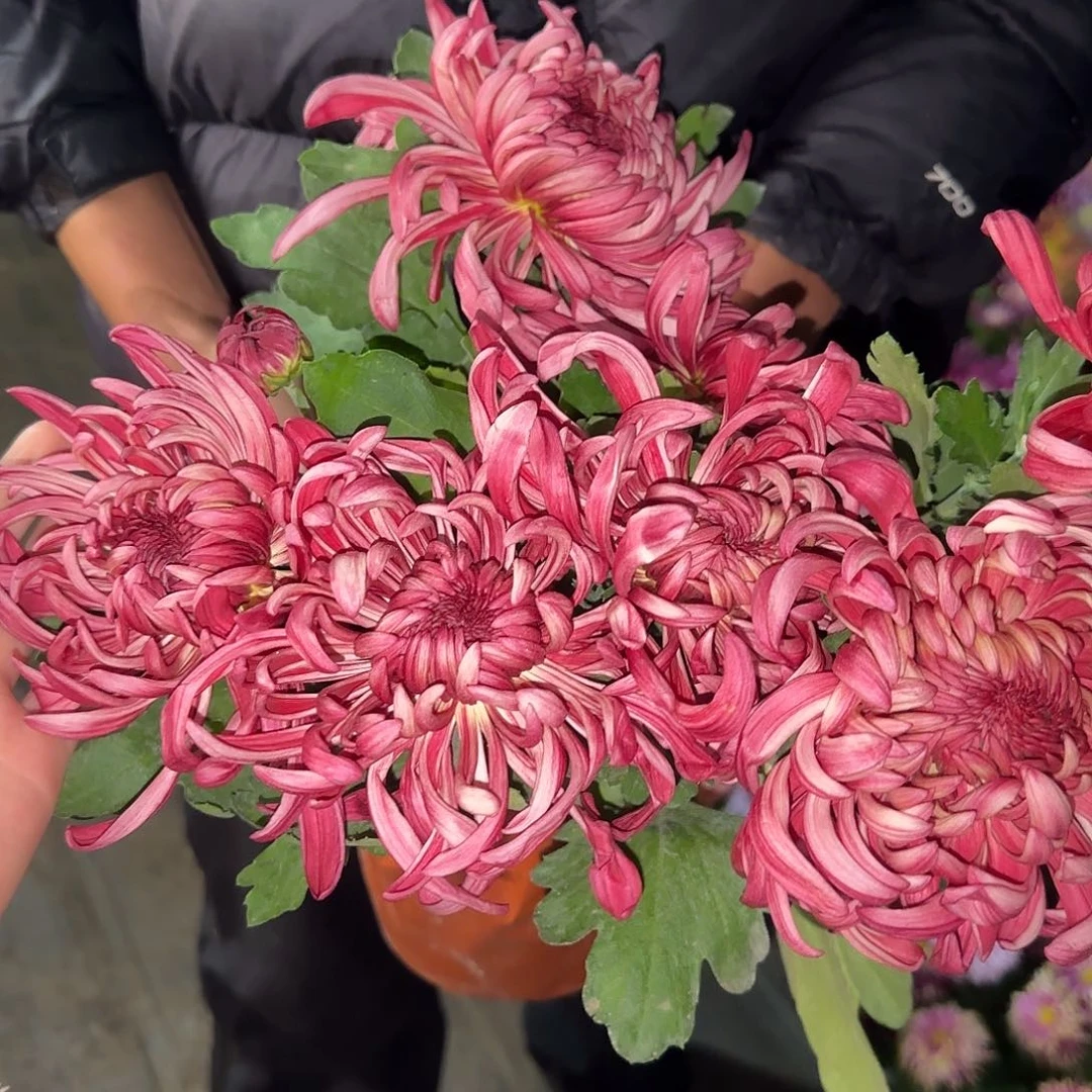 无花朵红夔龙一颗