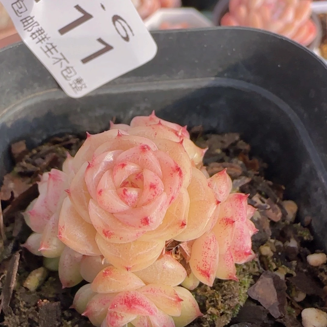 小脸麦秆群一颗脱土