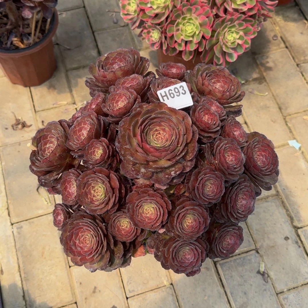 693