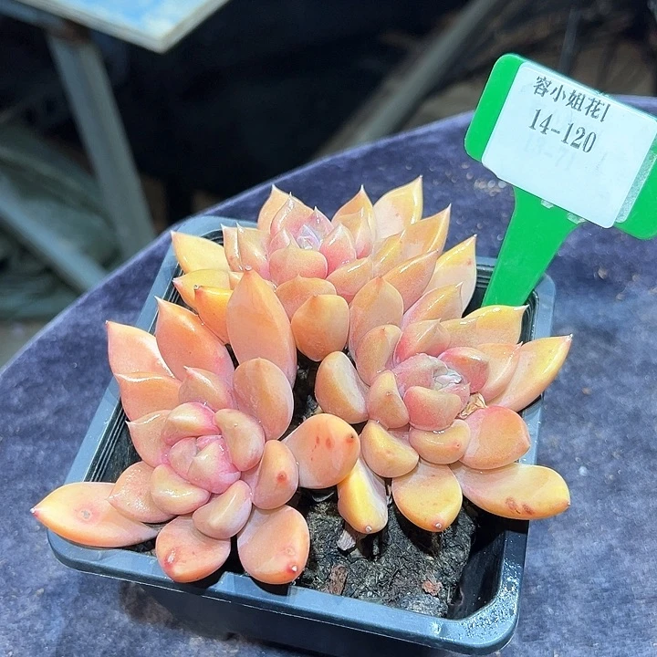 14.120红象牙一个脱土