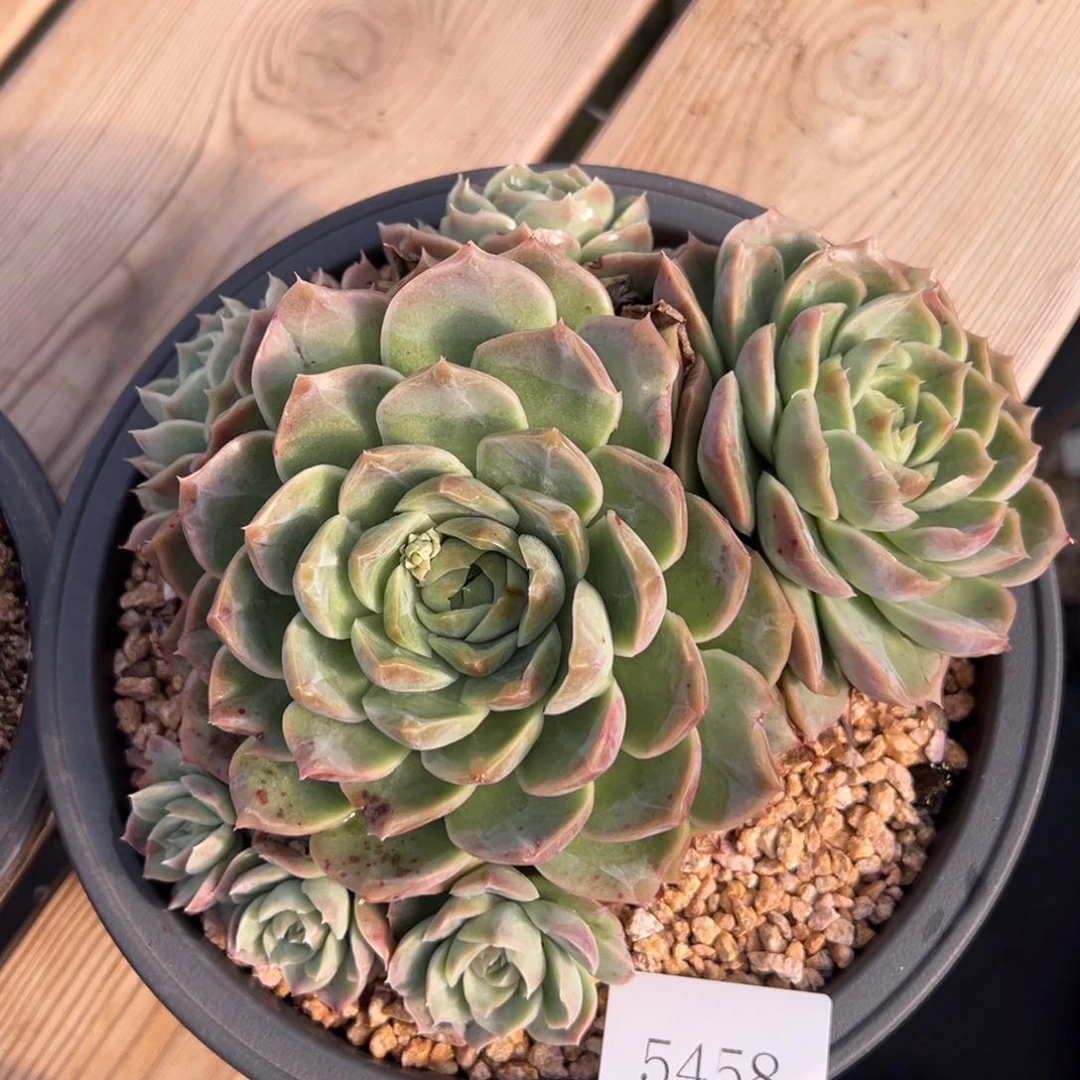 农**果5458肉肉肉肉肉肉肉肉肉