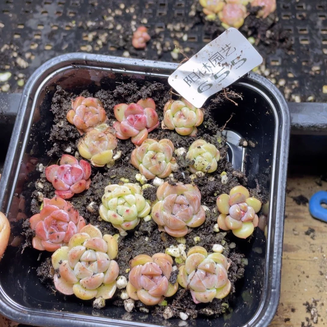 多肉植物多肉植物655