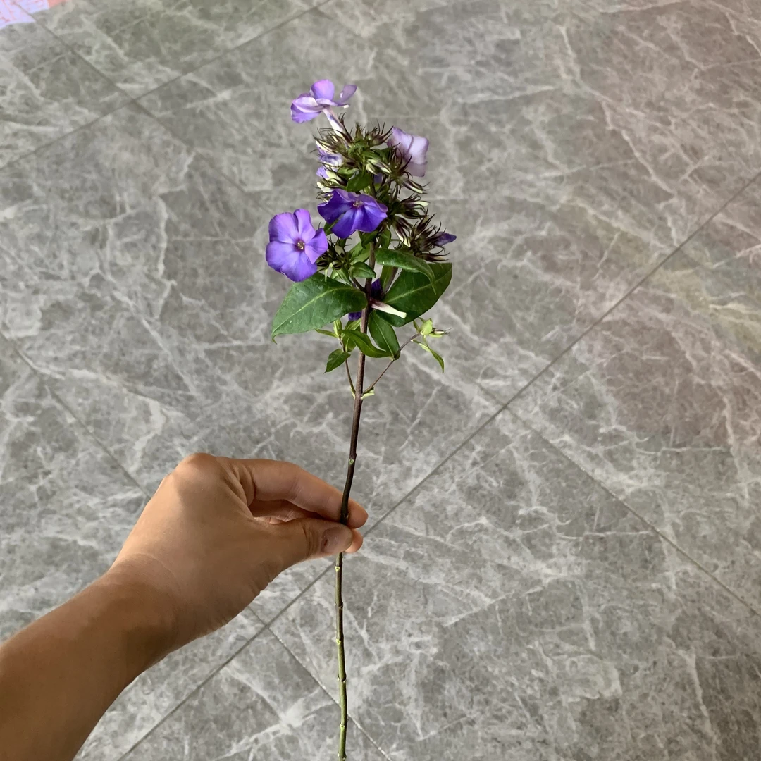 小众紫色福禄考 3 支
